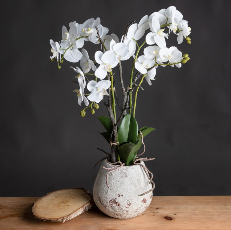 BOTANICAL EDIT - Elegance Orchids