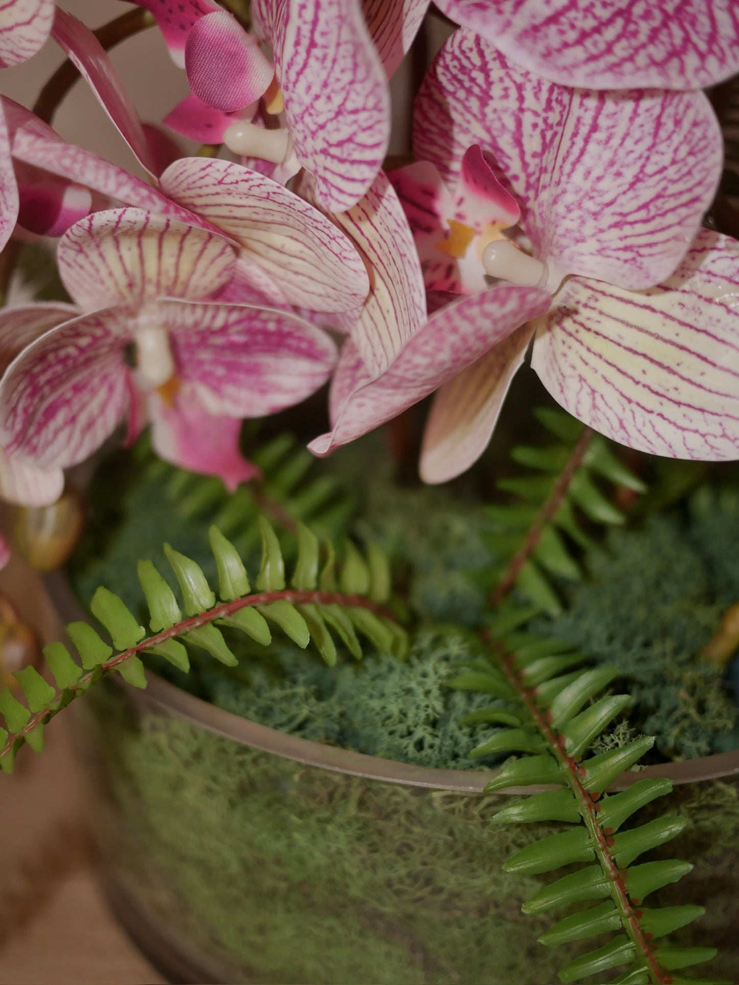 Candy Stripe Orchid ©