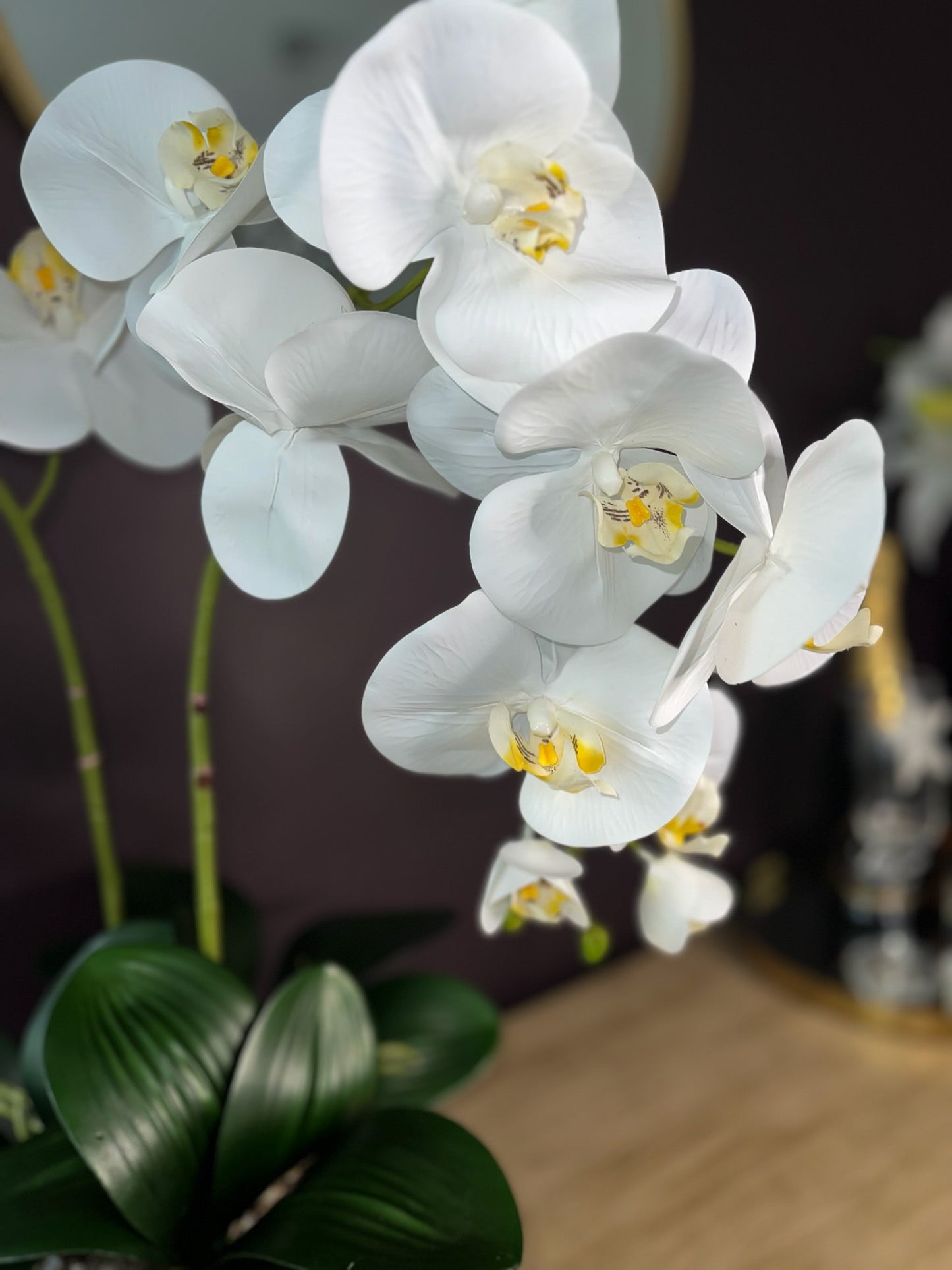 Serenity Orchid ©