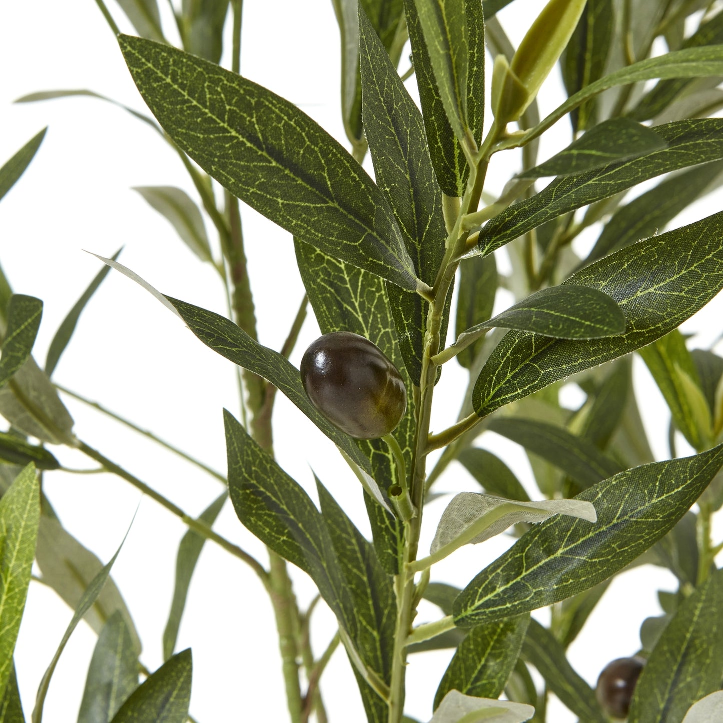 Apulia Olive Tree 150cm