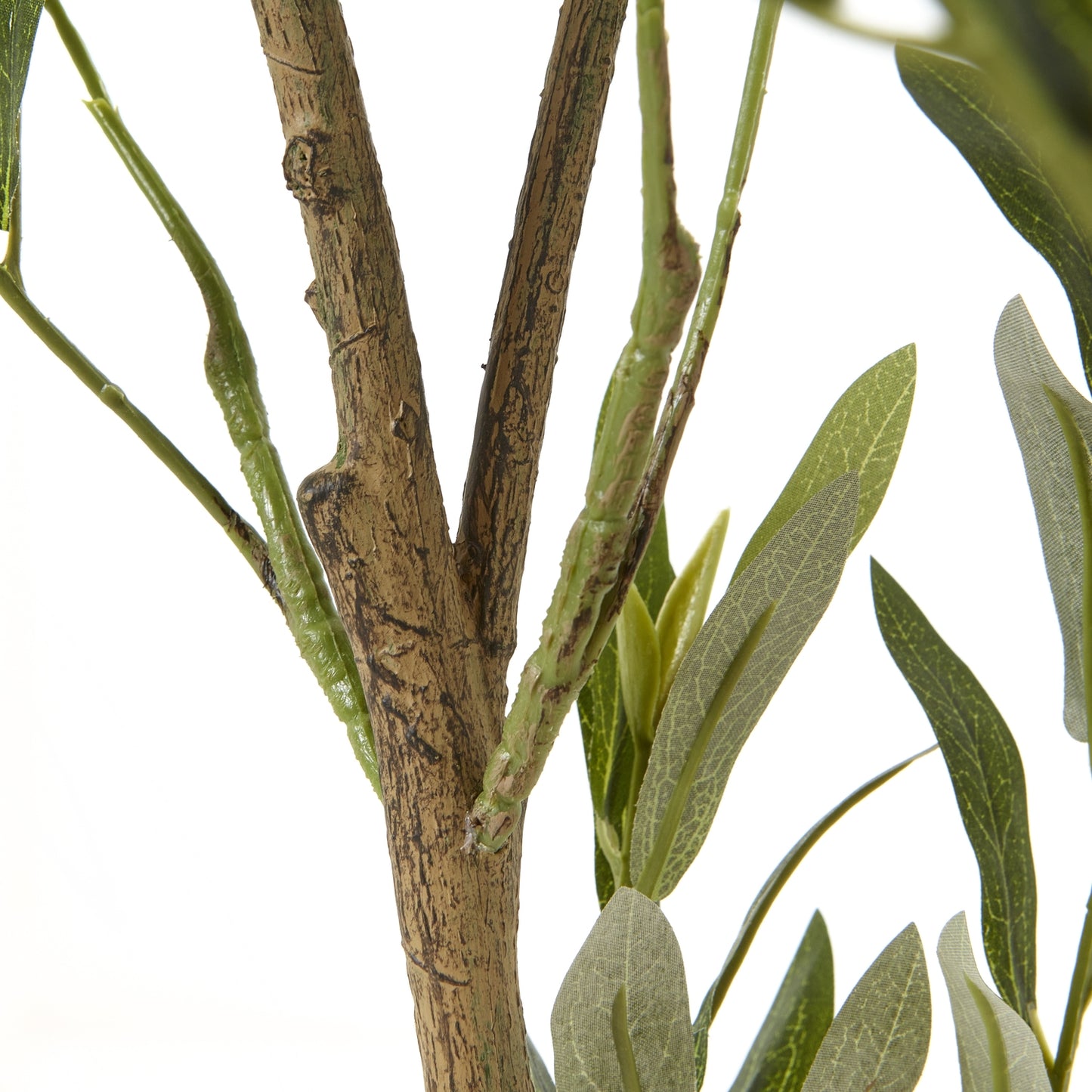 Apulia Olive Tree 150cm
