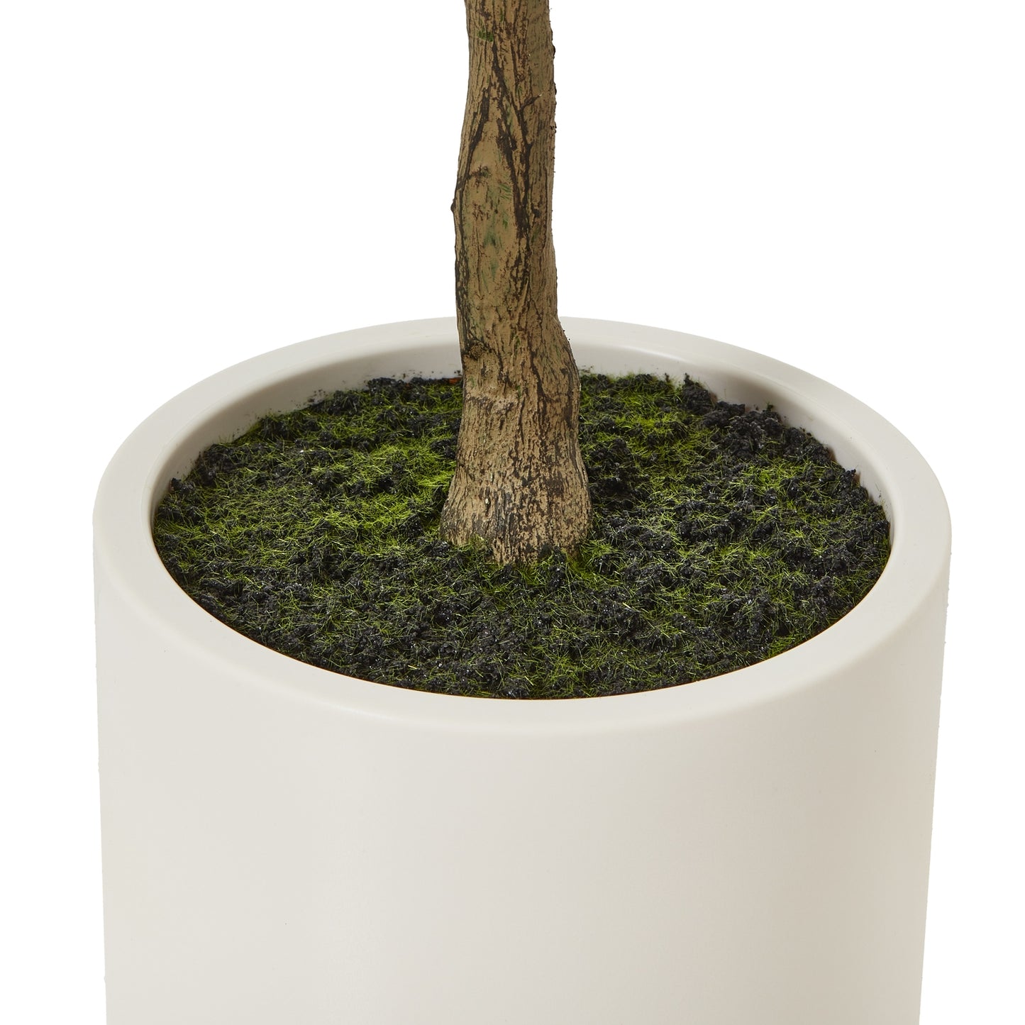 Apulia Olive Tree 150cm