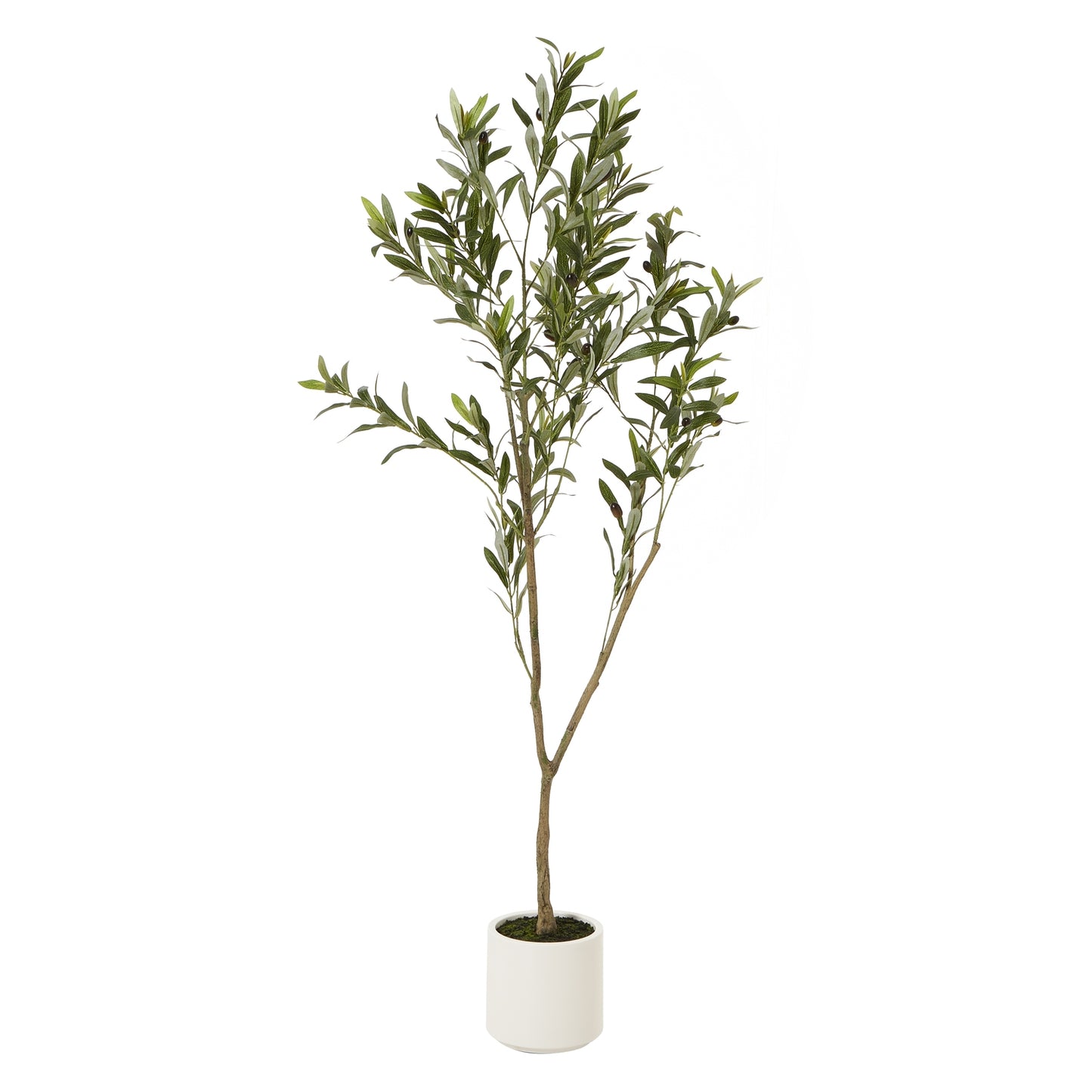 Apulia Olive Tree 150cm