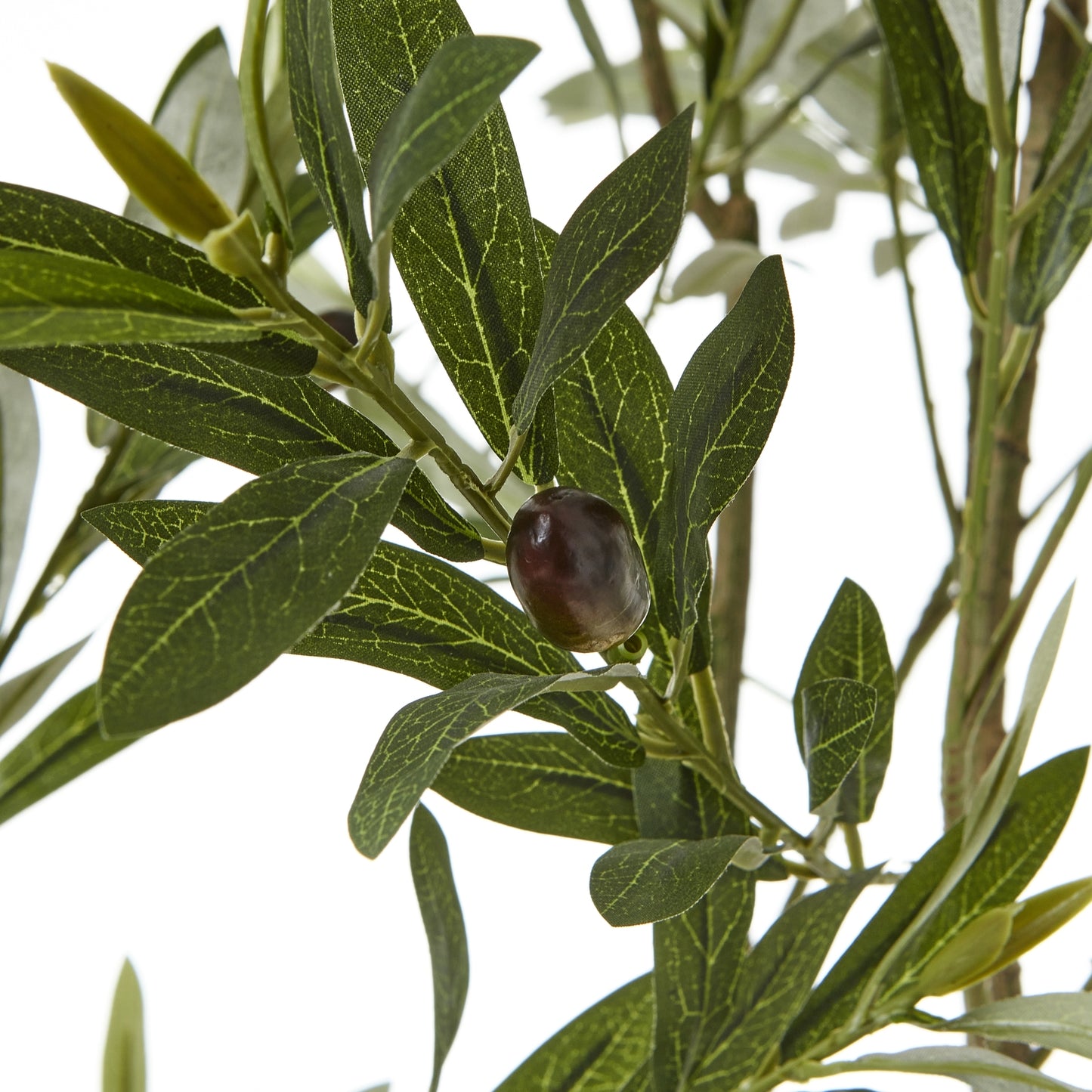 200cm Apulia olive Tree in White Pot