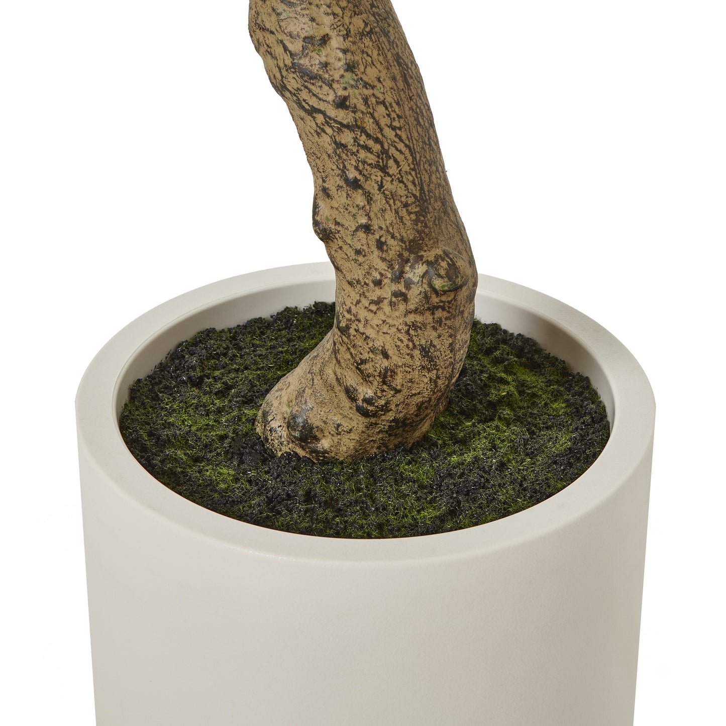 200cm Apulia olive Tree in White Pot