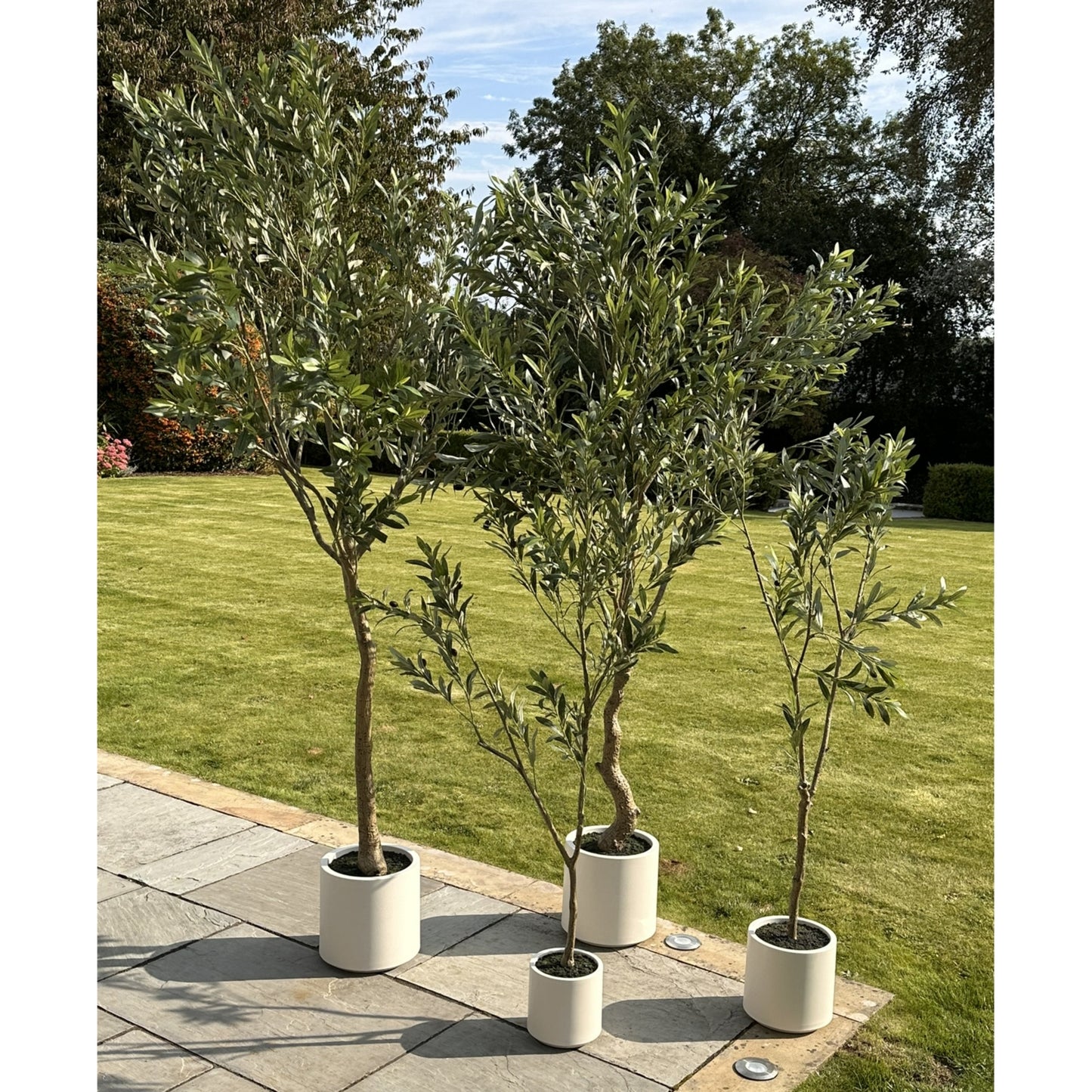 200cm Apulia olive Tree in White Pot