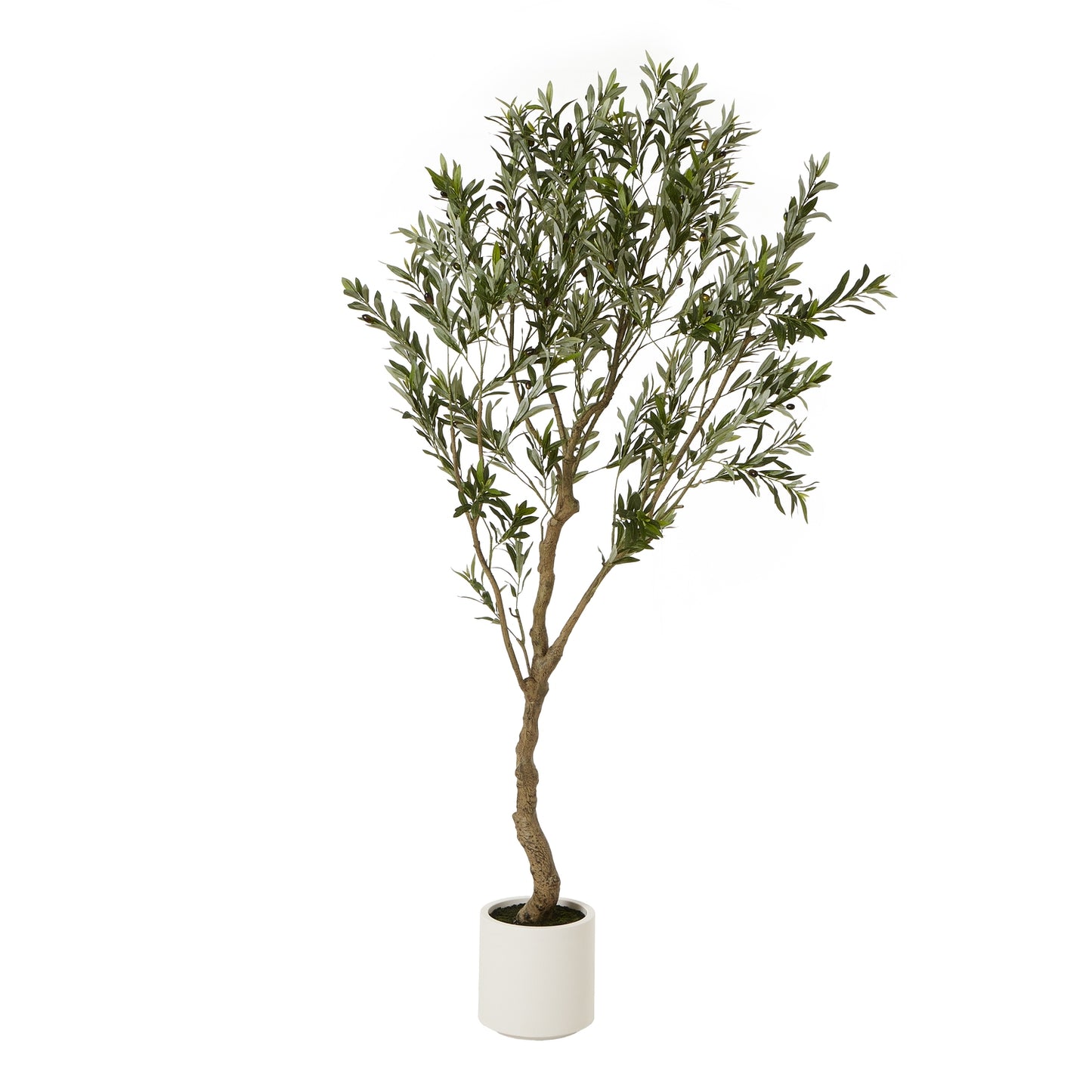 200cm Apulia olive Tree in White Pot