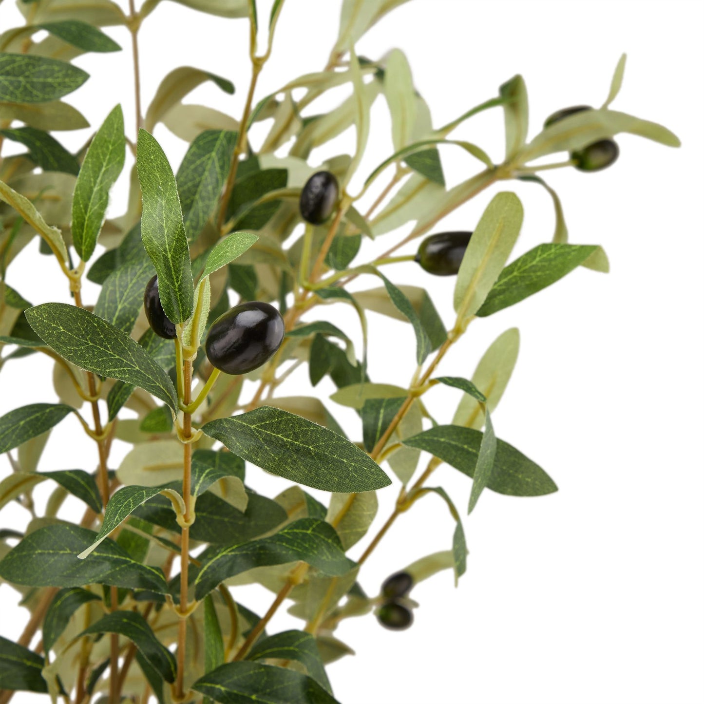 LARGE Calabria Olive tree