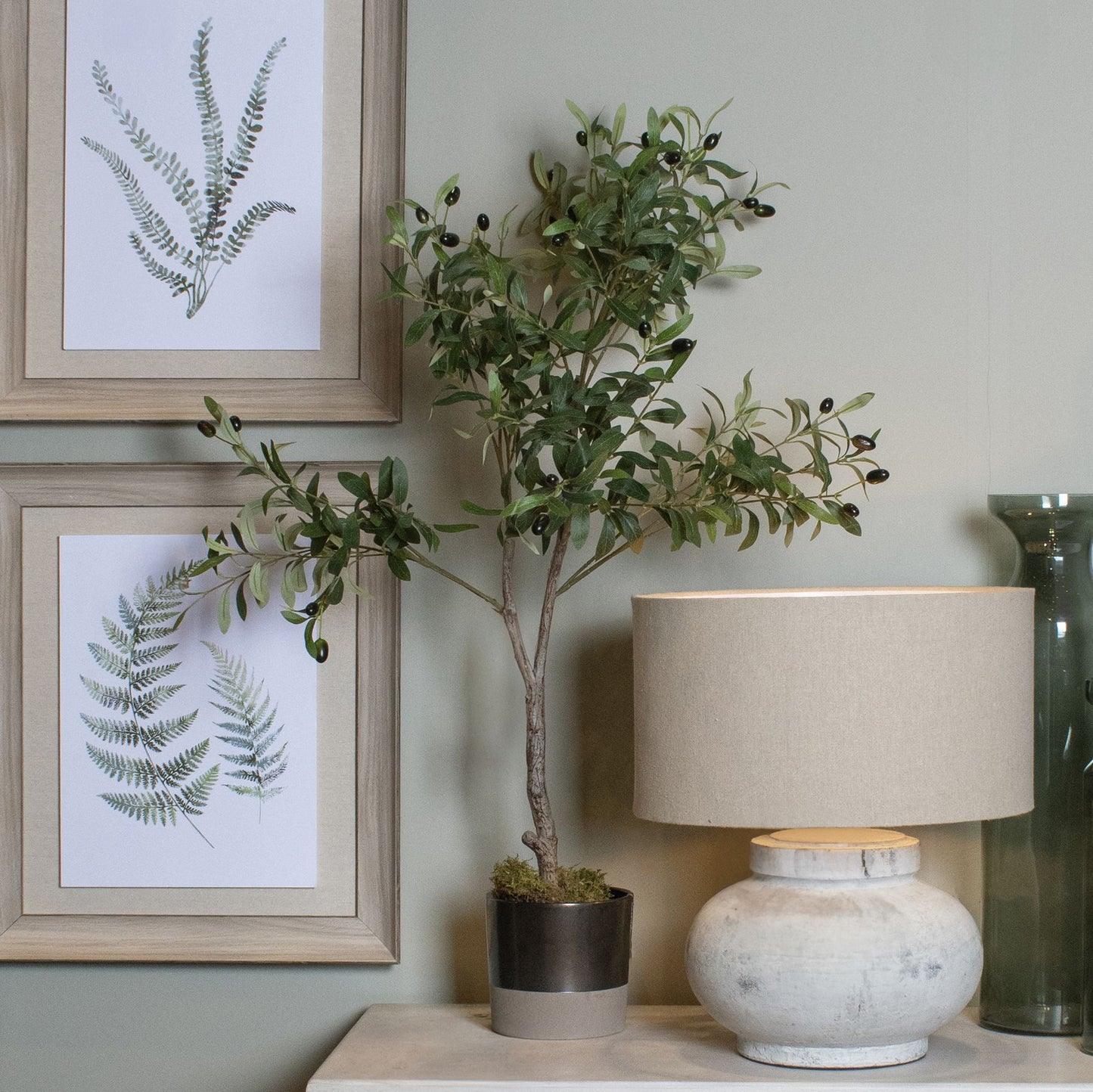 SMALL Calabria Olive Tree