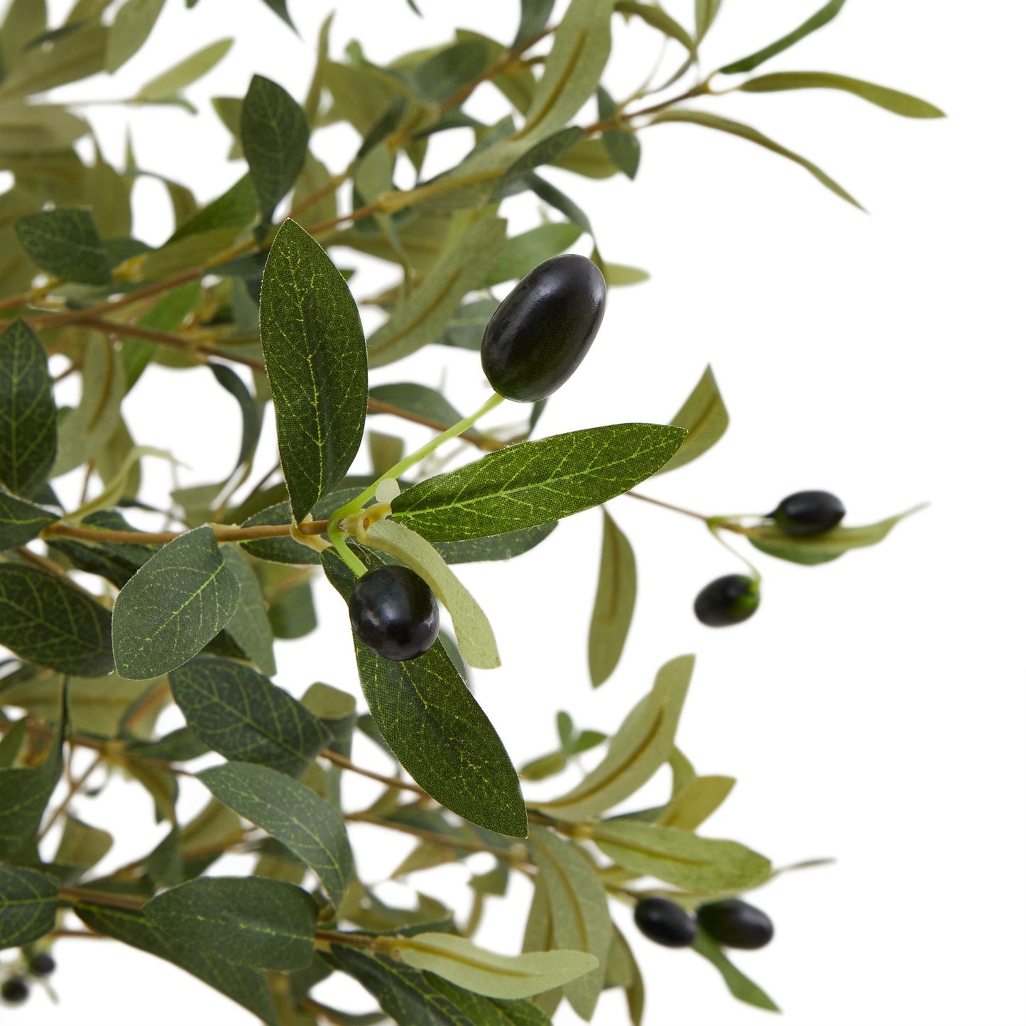 SMALL Calabria Olive Tree