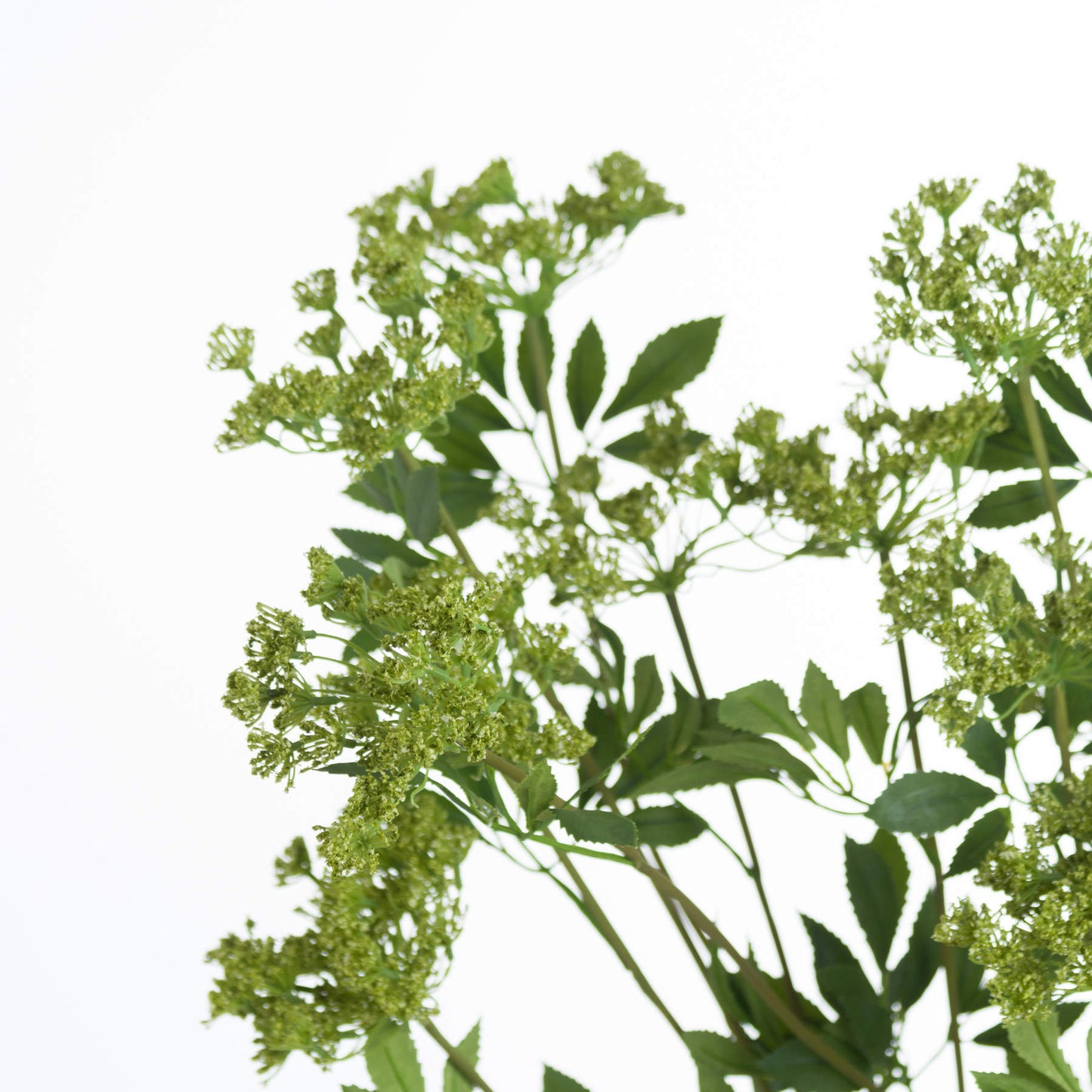 Faux Cow Parsley