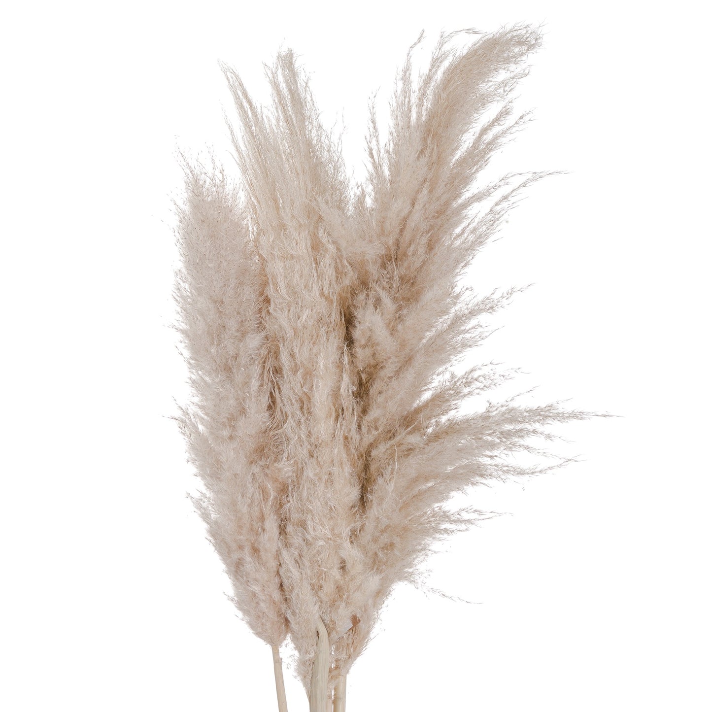 cream Pampas Grass X 3 stems.