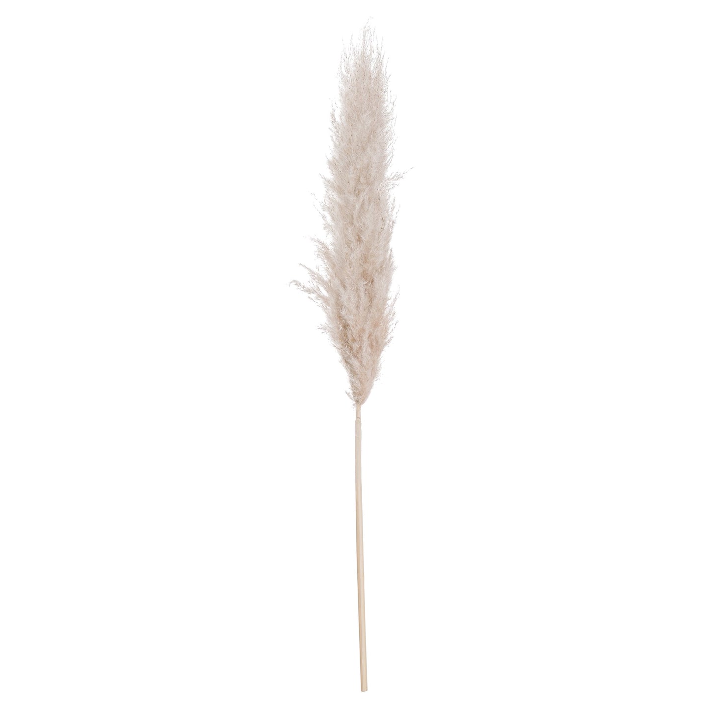 cream Pampas Grass X 3 stems.
