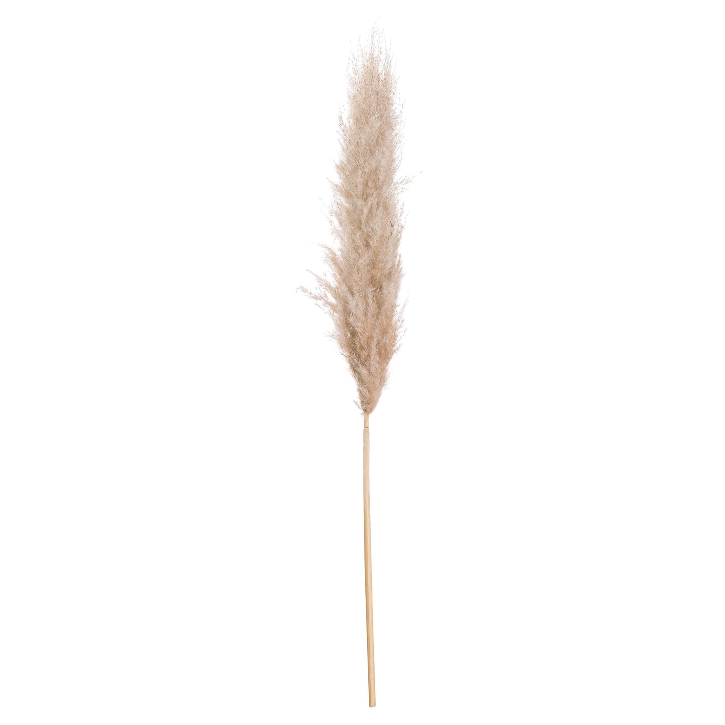 Butter Pampas Grass 3 stems.
