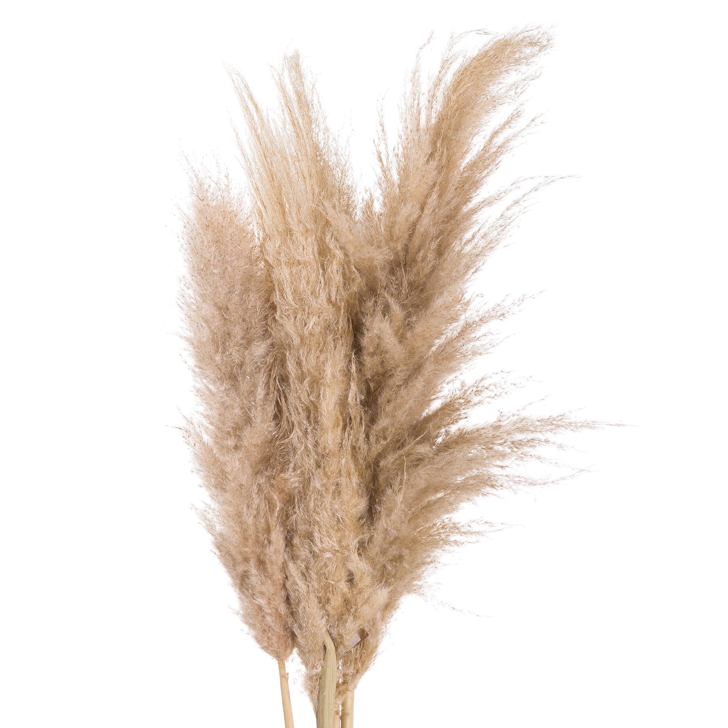 Butter Pampas Grass 3 stems.