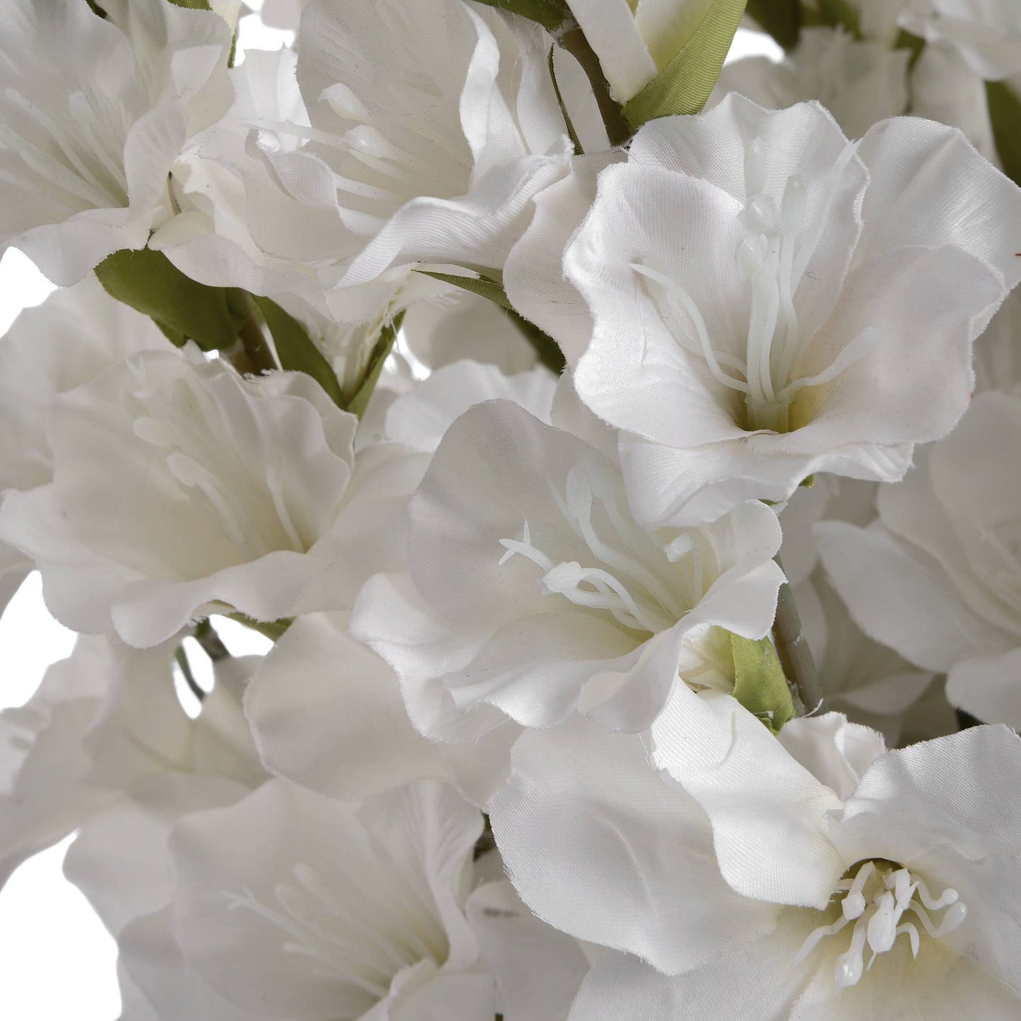 Tall White Gladioli