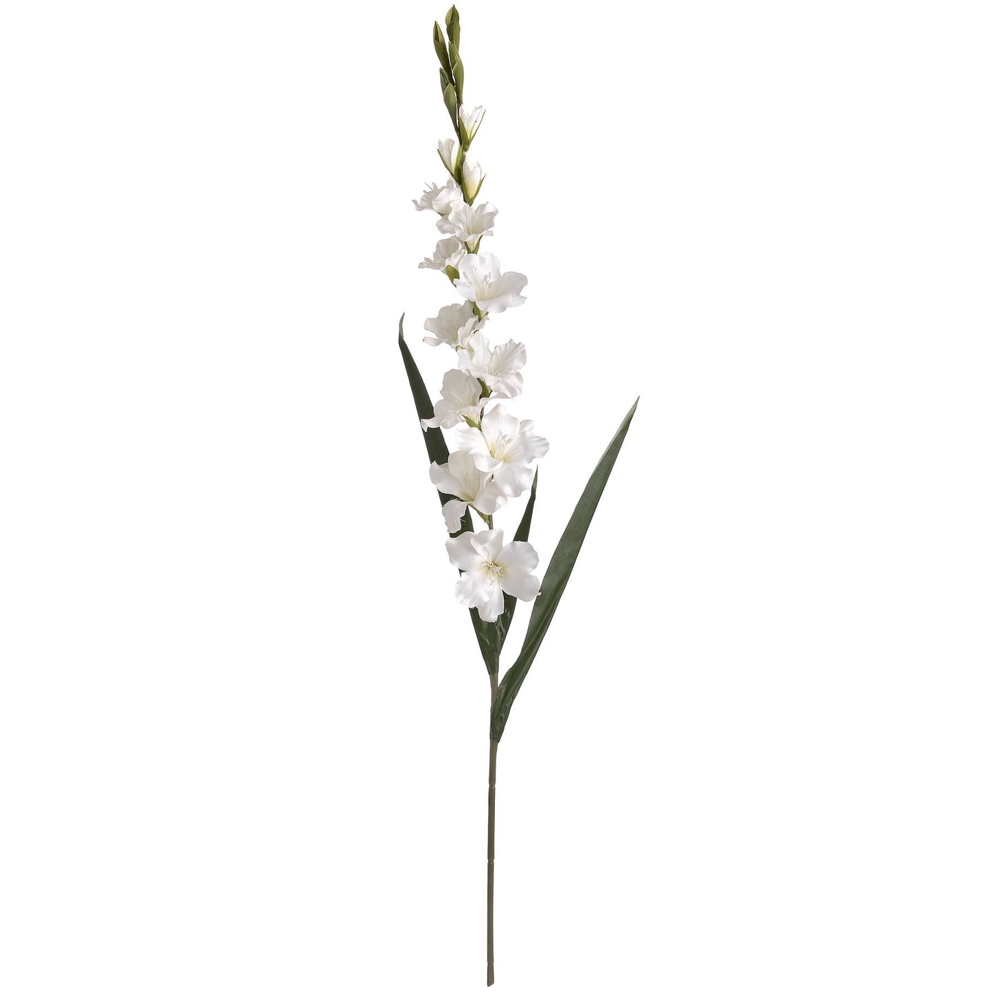 Tall White Gladioli