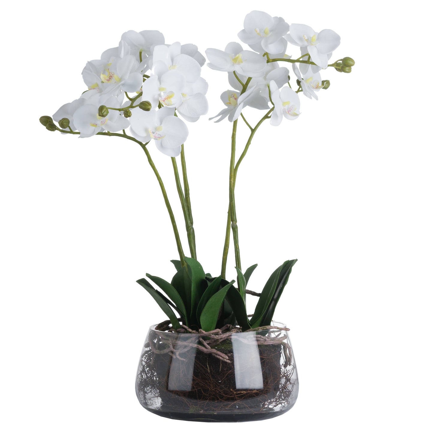 White orchid in Glass Pot