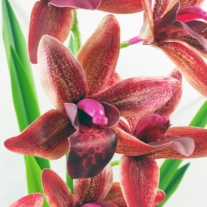 50cm Artificial Orchid in Ceramic Planter