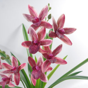 50cm Artificial Orchid in Ceramic Planter