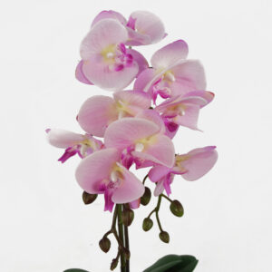 Phalaenopsis orchid Light Pink in Silver Pot