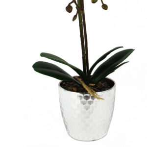 Phalaenopsis orchid Light Pink in Silver Pot