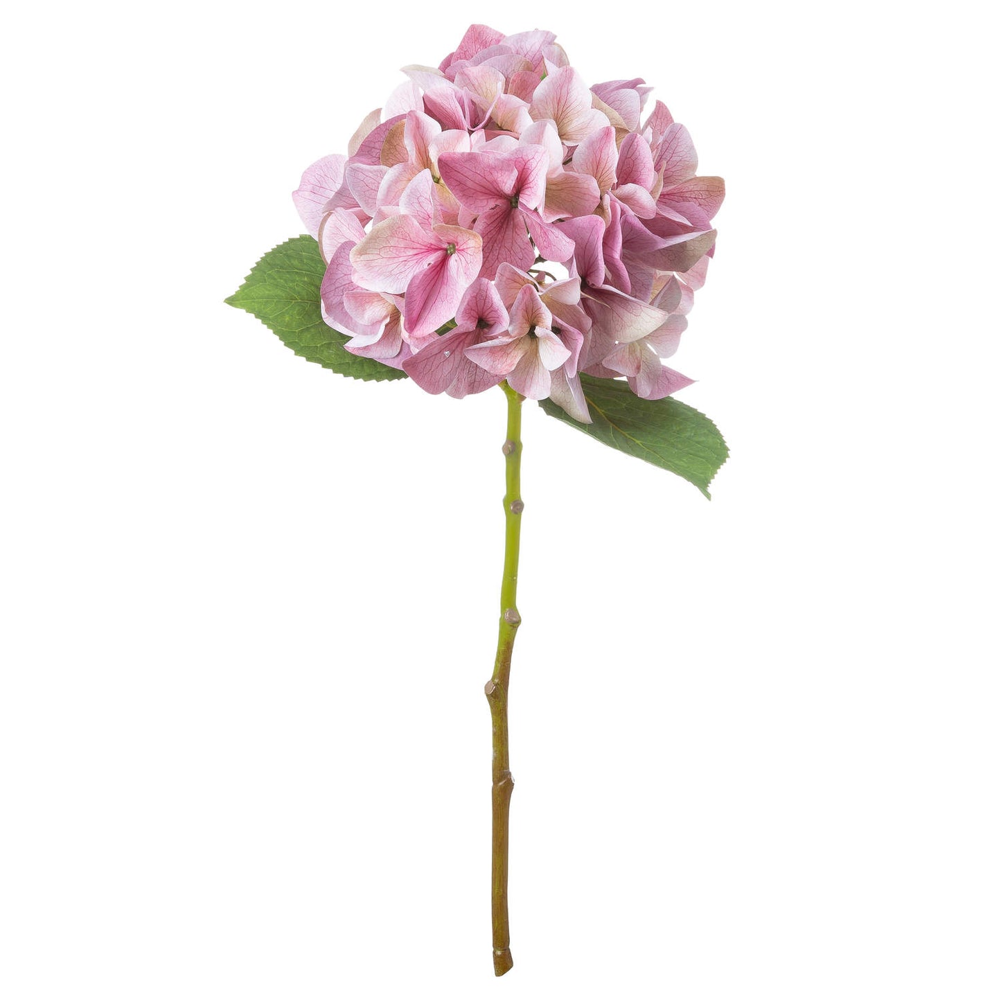 Shabby Pink SINGLE Hydrangea Stem