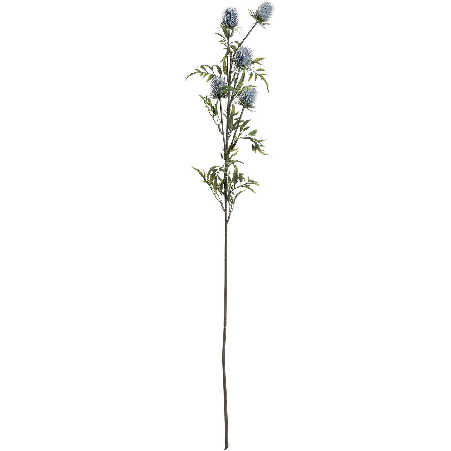 Blue Thistle single stem