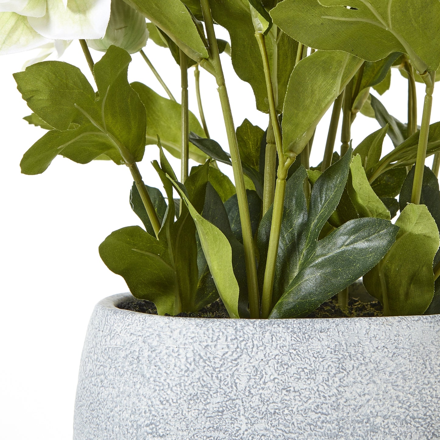 White Hellebore in Grey pot