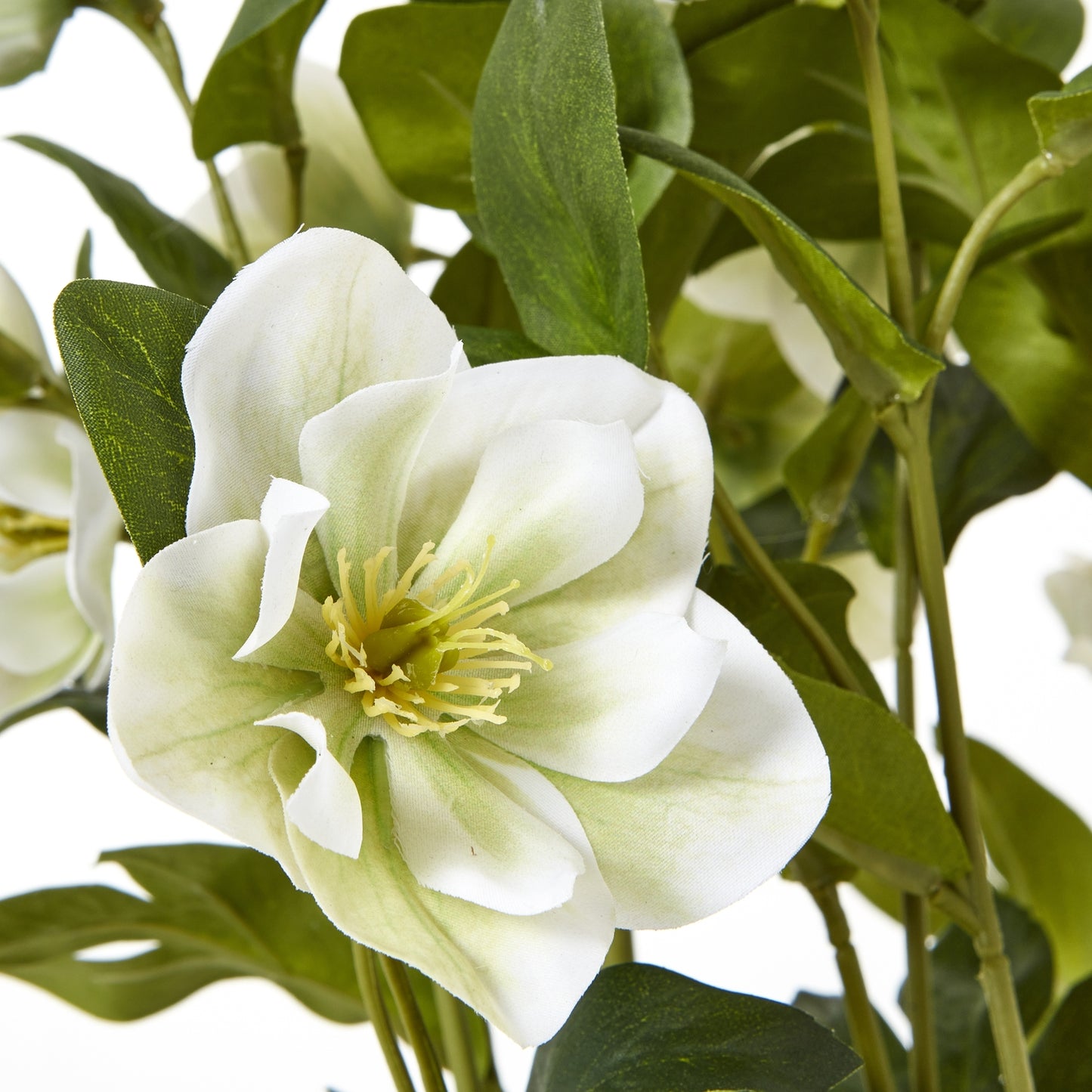 White Hellebore in Grey pot