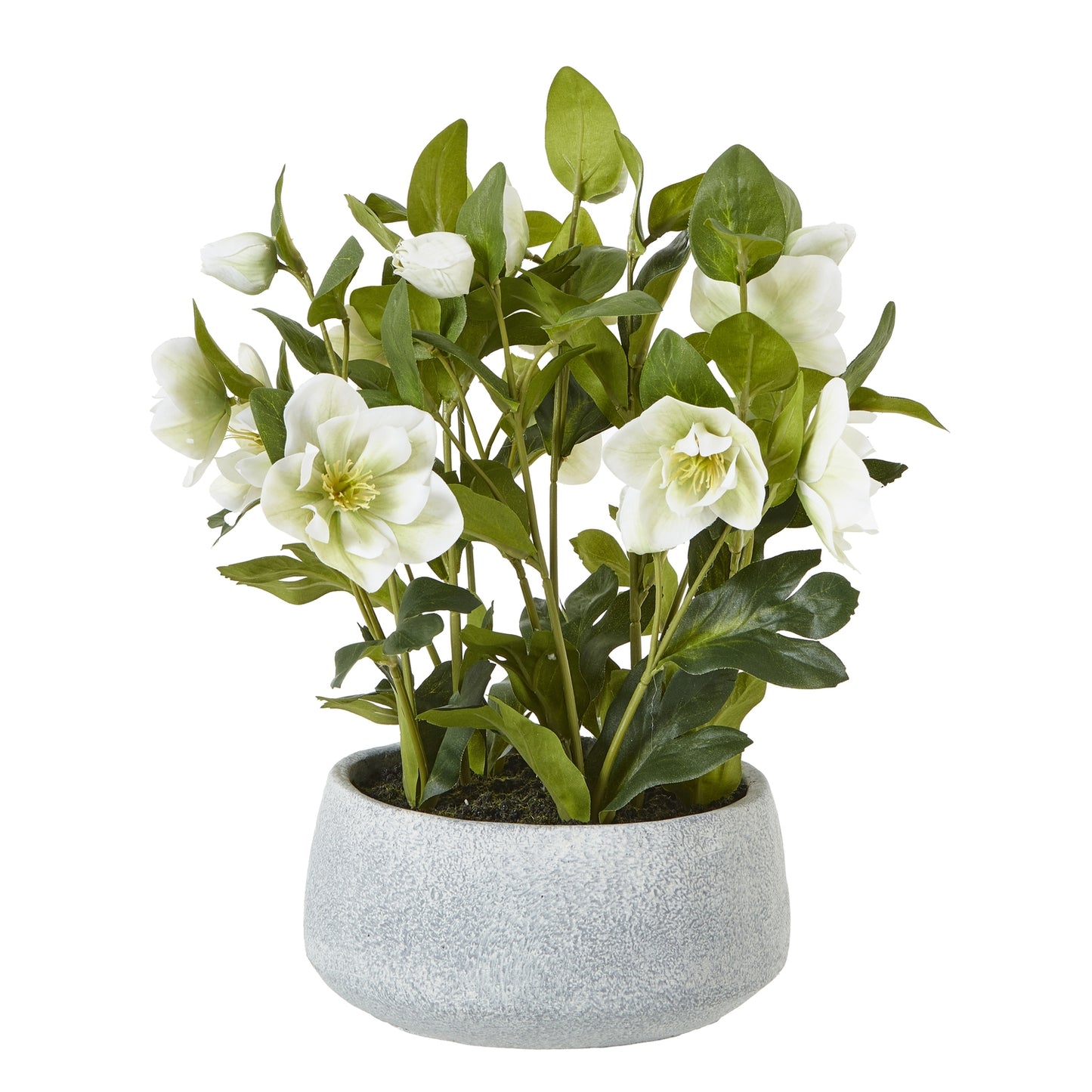 White Hellebore in Grey pot