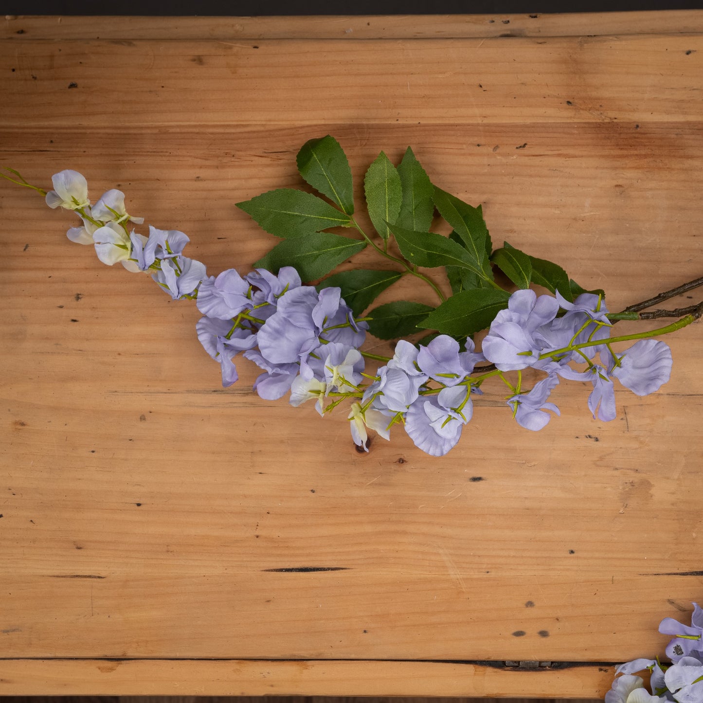 Blooming Lilac Wisteria