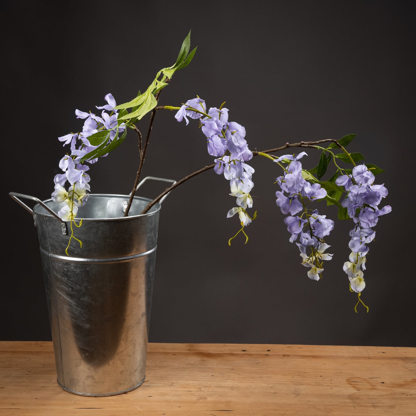 Blooming Lilac Wisteria