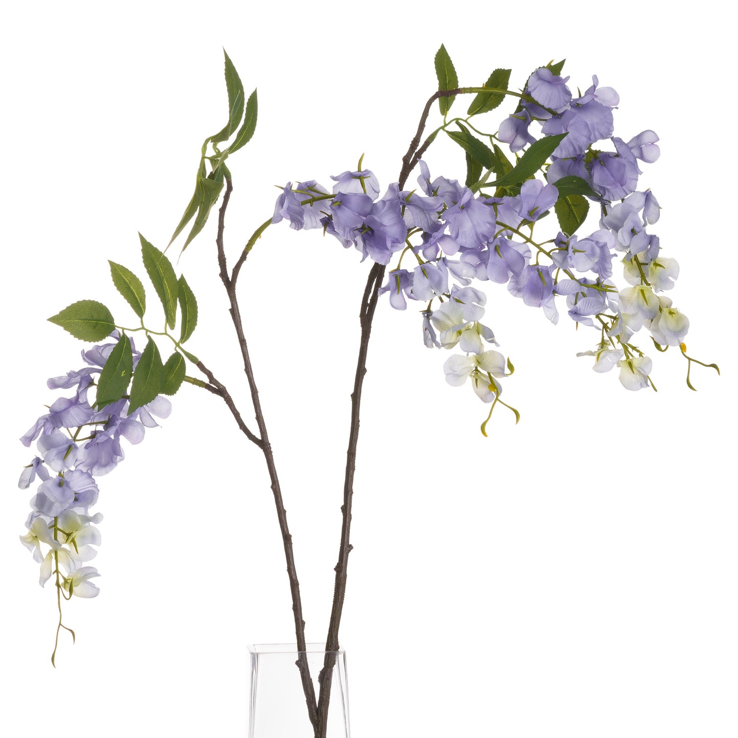 Blooming Lilac Wisteria