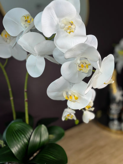 Serenity Orchid ©