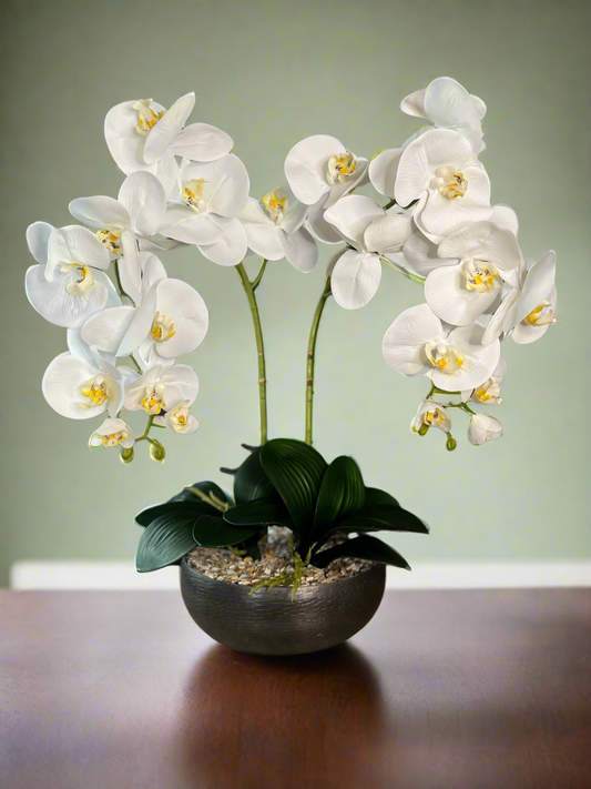 Serenity Orchid ©
