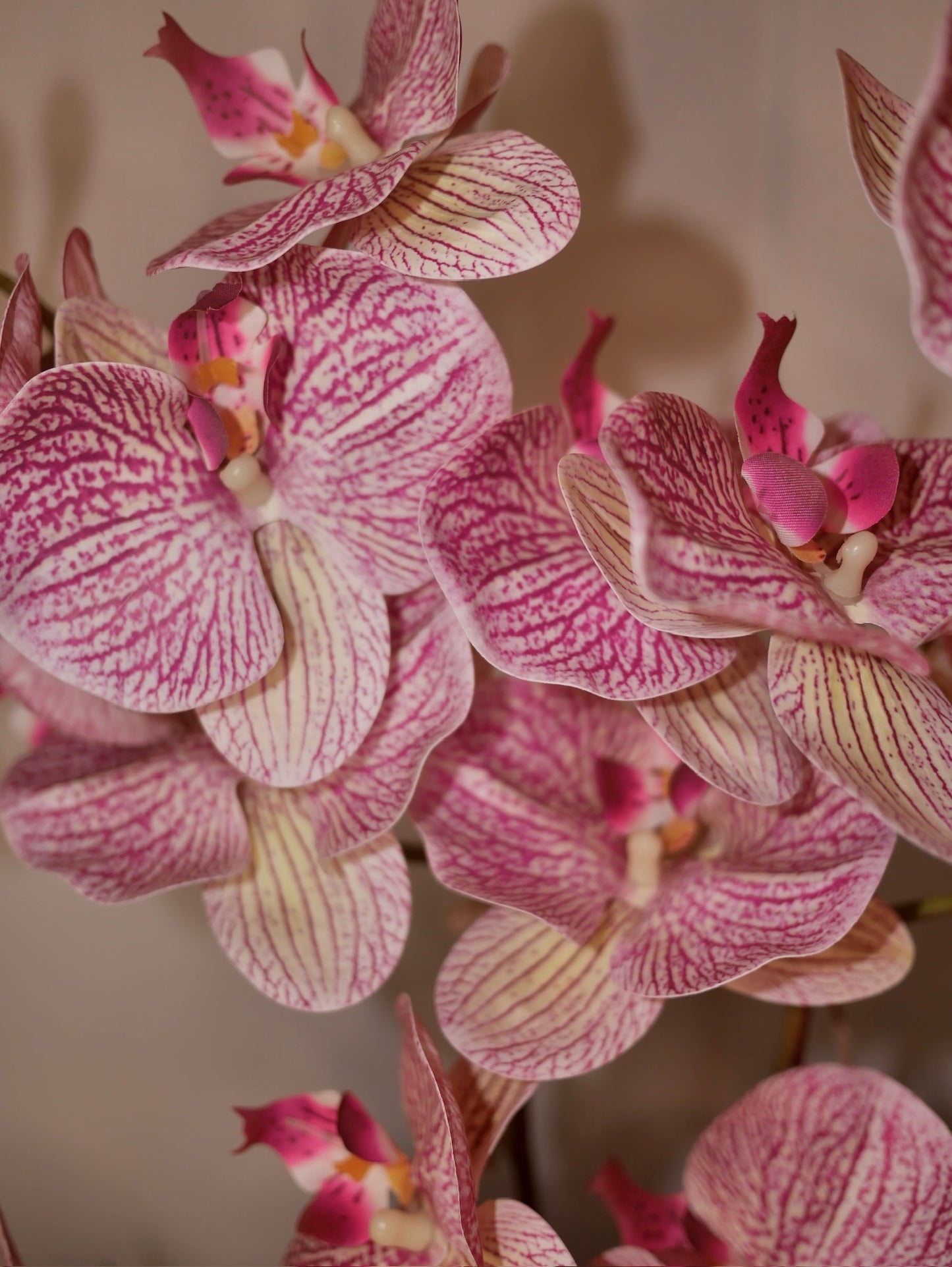 Candy Stripe Orchid ©