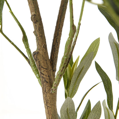 Apulia Olive Tree 210cm