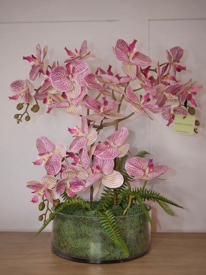 Candy Stripe Orchid ©