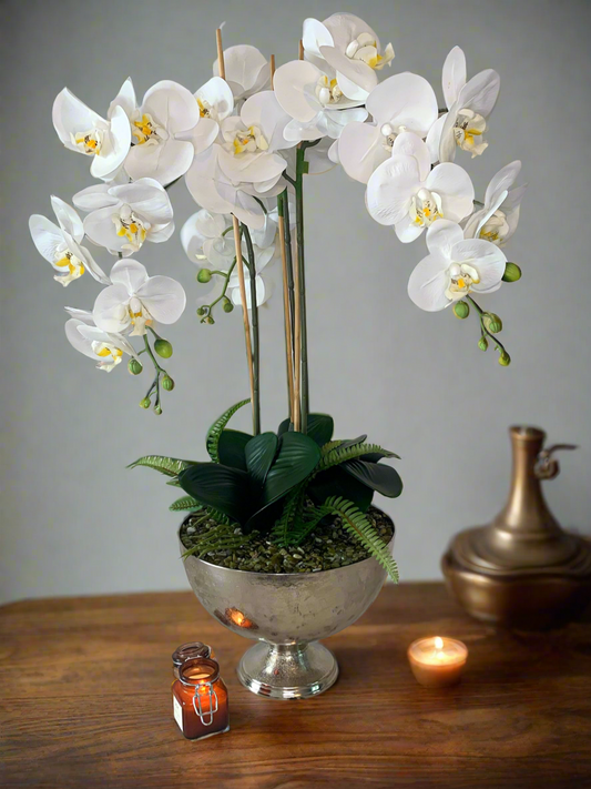 Champions Orchid ©