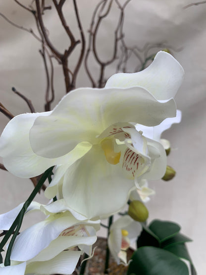 Fitzrovia Bronze Orchid