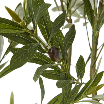 200cm Apulia olive Tree in White Pot