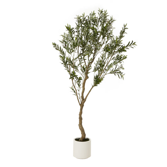 200cm Apulia olive Tree in White Pot