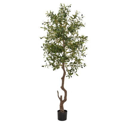 LARGE Calabria Olive tree