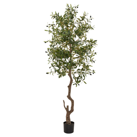 LARGE Calabria Olive tree
