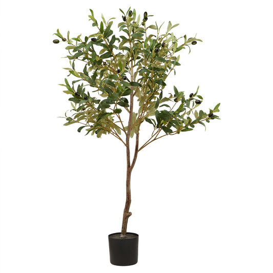 SMALL Calabria Olive Tree