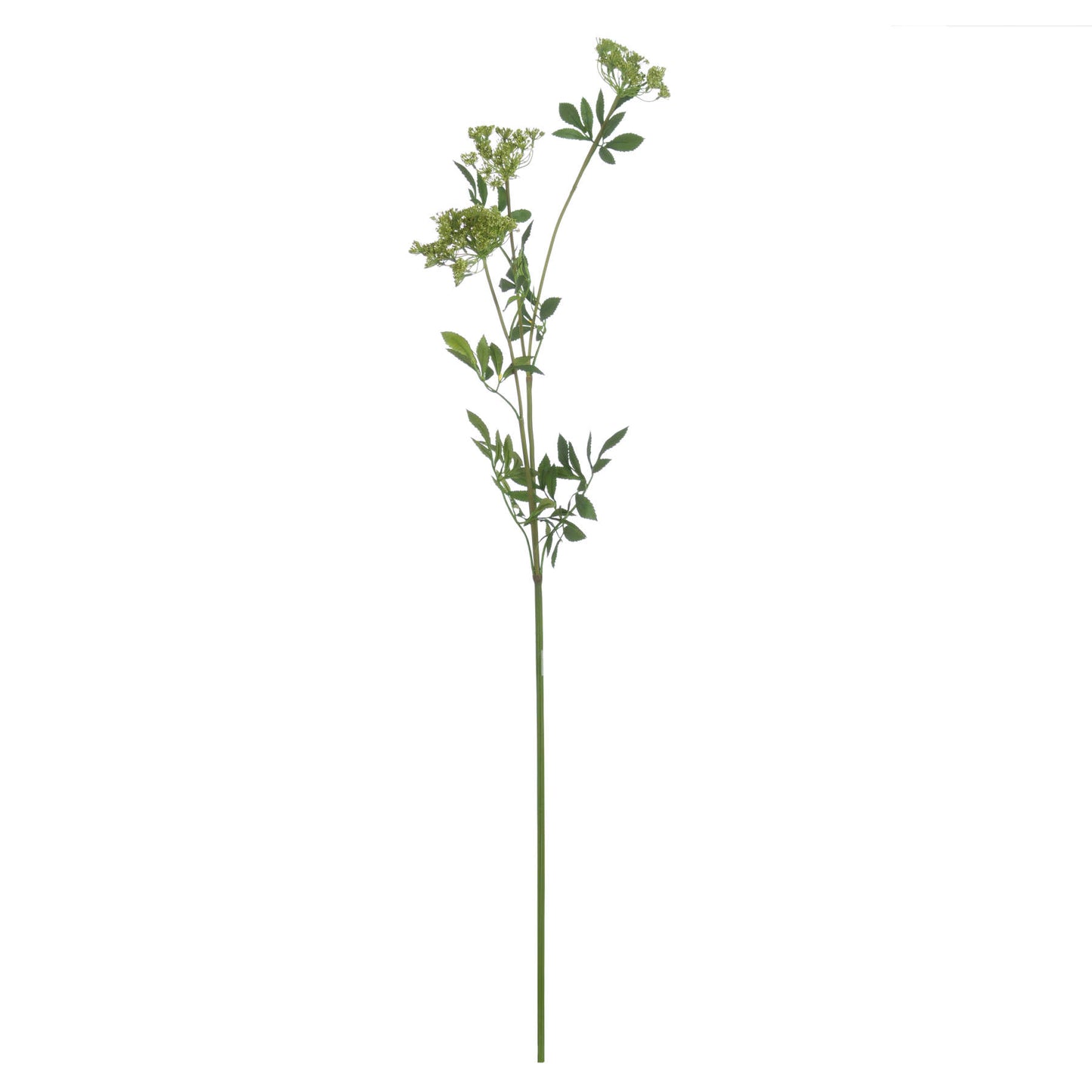 Faux Cow Parsley