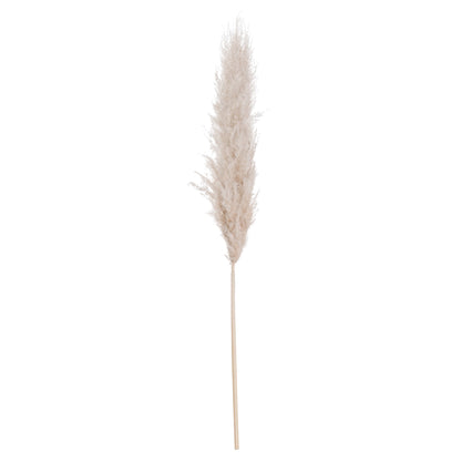 cream Pampas Grass X 3 stems.