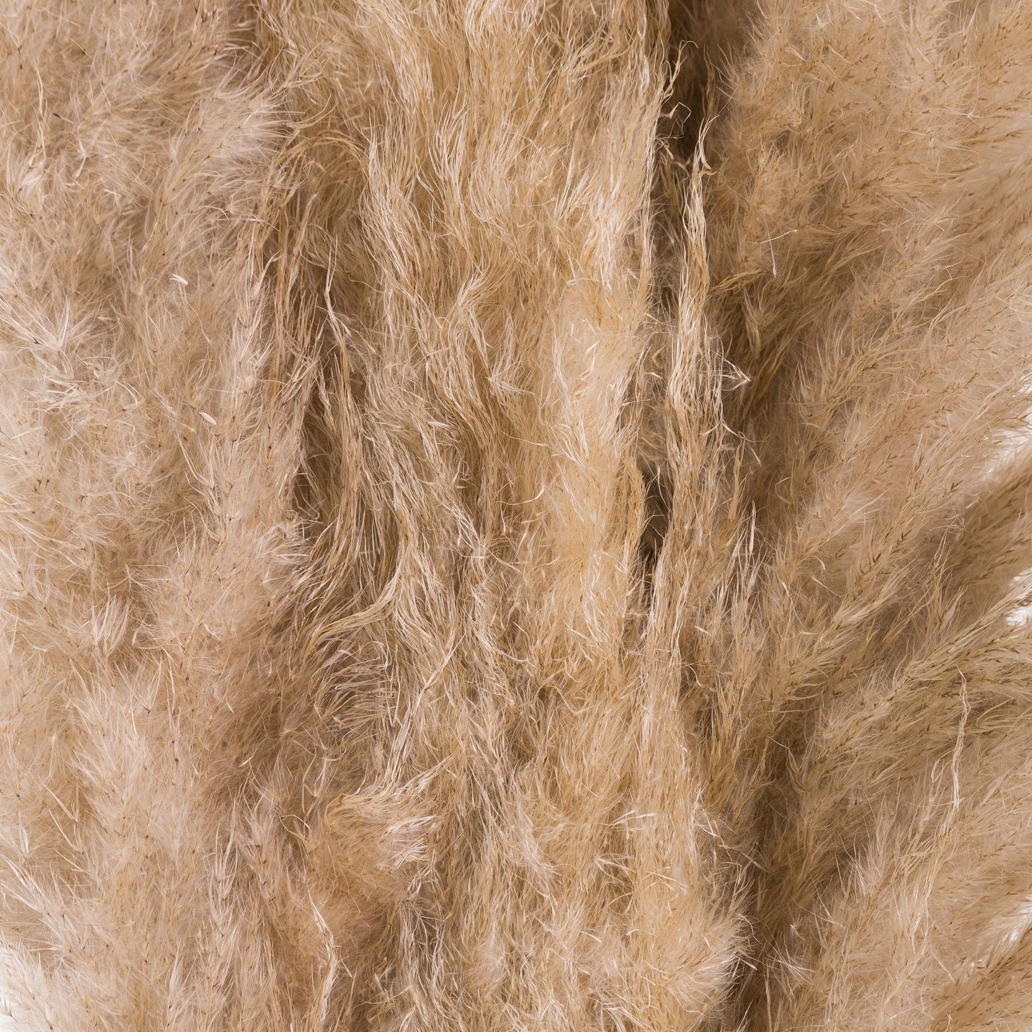 Butter Pampas Grass 3 stems.