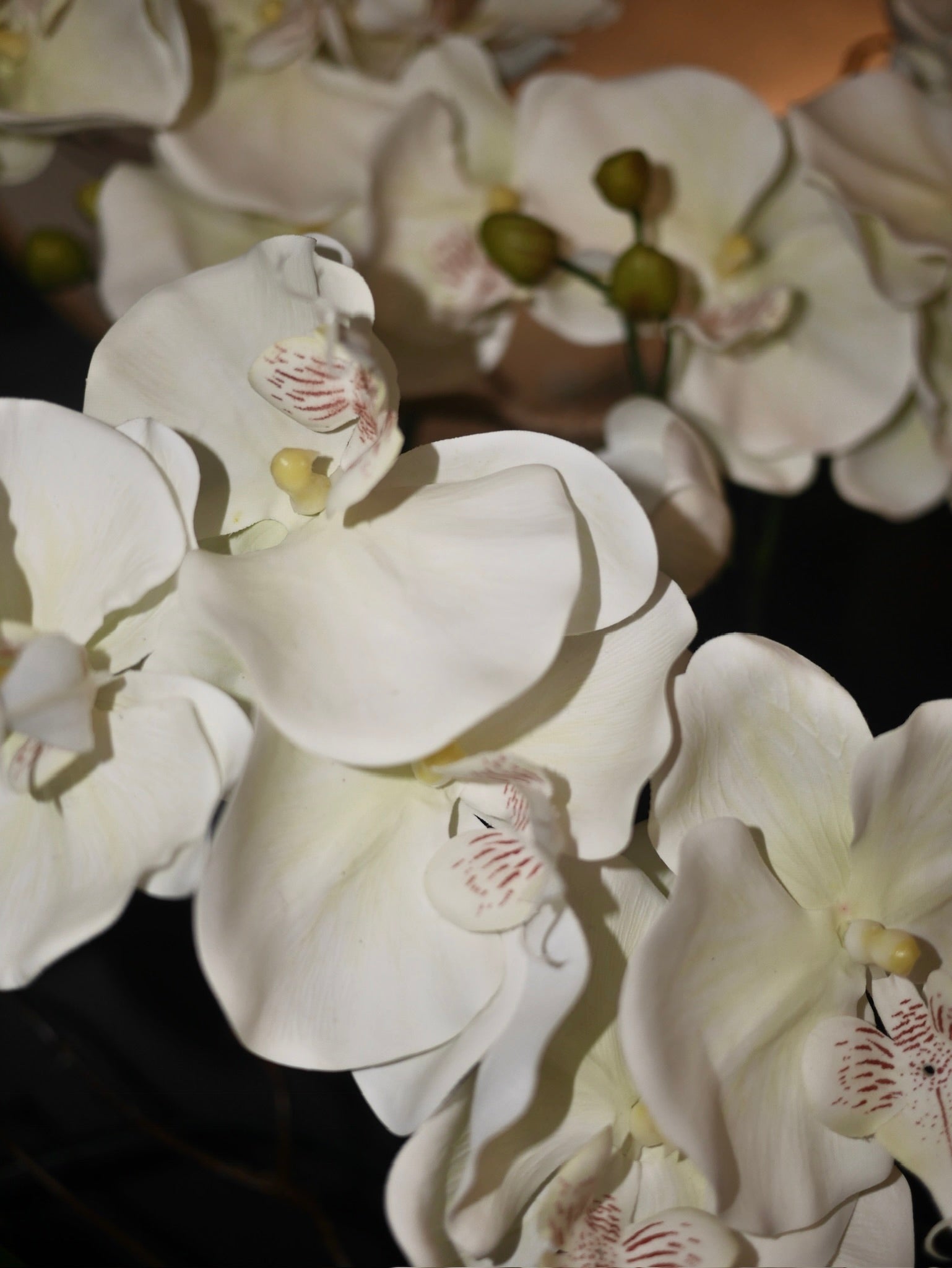 Crème Blush Orchid close up of soft blush pink real touch phalaenopsis blooms and delicate petal detail